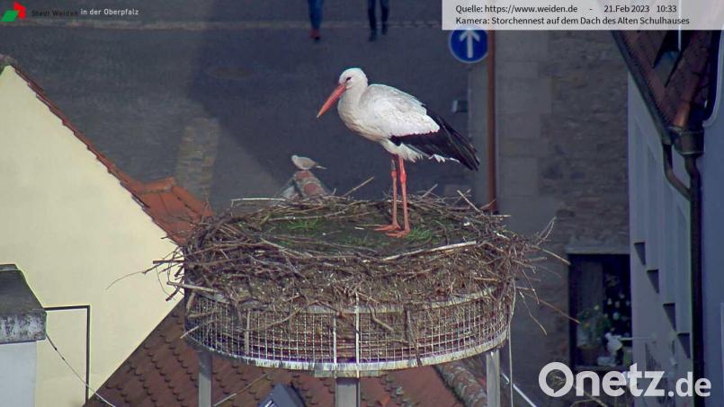 Am 21. Februar ließ sich der Storch in Weiden blicken. Bleibt er auch? Screenshot: Webcam Stadt Weiden
