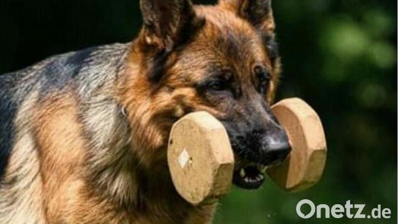 Der Hundesportverein Hirschau richtet im Herbst Deutsche Meisterschaften aus. Archivbild: ads