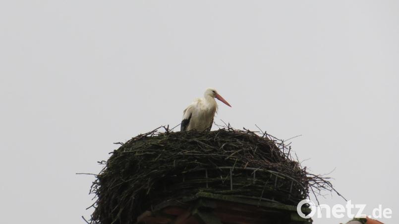 In Altendorf wartet der erste Storch noch auf die Ankunft seines Partners. Bild: tja