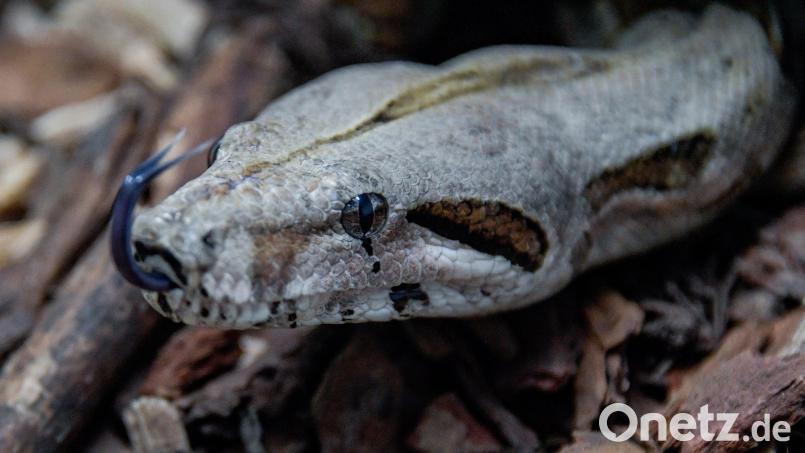 Der Mann hielt auch eine Boa Constrictor. Symbolbild: Axel Heimken