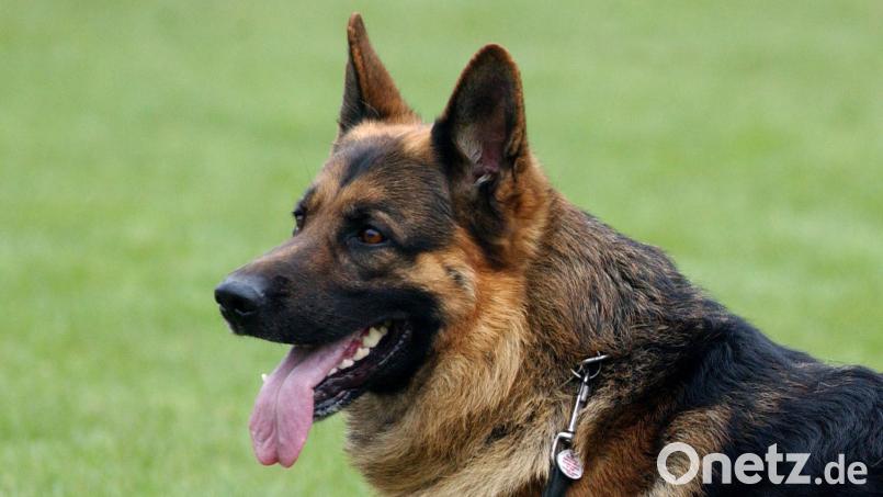 Ein Deutscher Schäferhund - so ein ähnliches Exemplar hat die Postzustellerin in Sulzbach-Rosenberg gebissen. Symbolbild: Patrick Pleul/dpa