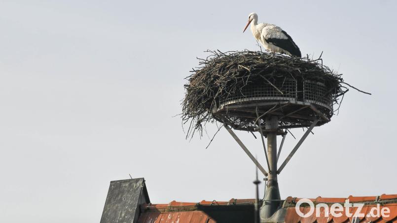 In Neustadt ist der Storch auf dem Landratsamt gelandet Bild: Gabi Schönberger