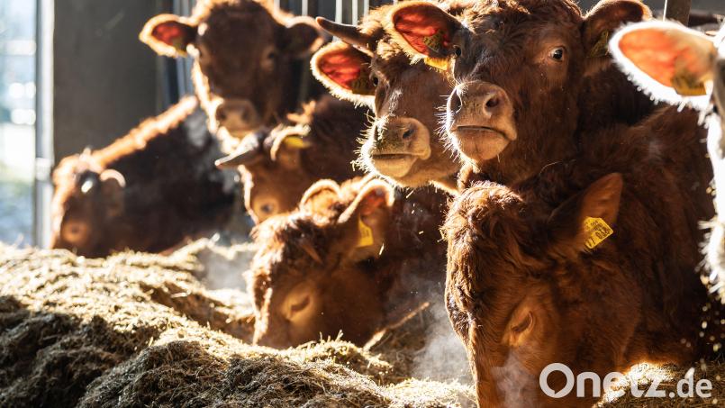 Immer mehr Landwirte verändern die Haltungsform. Symbolbild: Silas Stein