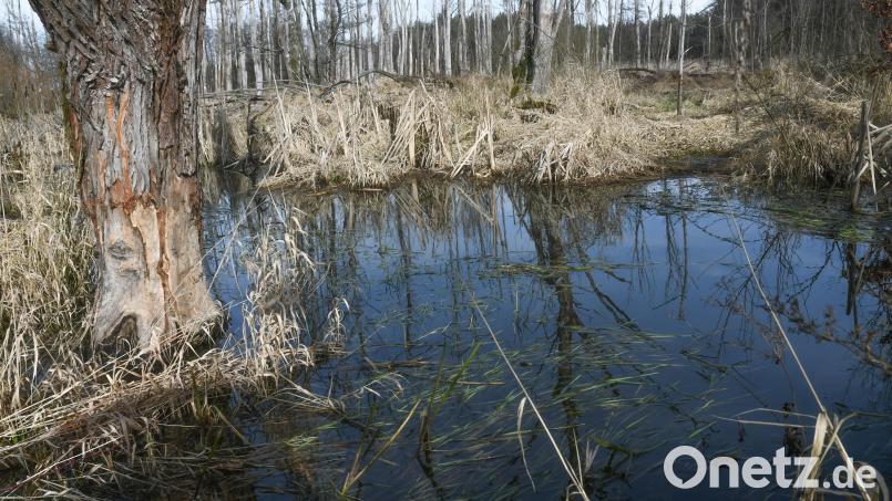 Entlang des Sauerbachs zwischen Schätzlerbad und Moosfurt gelang es in den vergangenen Jahren, größere Moorflächen wieder zu durchfeuchten. Auch der Biber hat in diesem Bereich seinen Teil dazu beigetragen. Bild: Gabi Schönberger