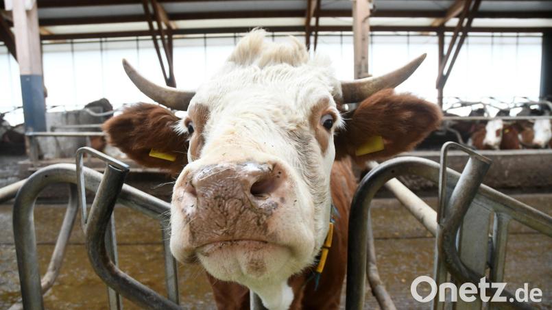 Eine muntere Kuh aus dem Stall von Adreas Giedl begrüßt die Gäste. Bild: Gabi Schönberger