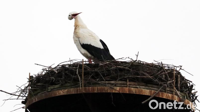 Ein bisschen Posieren muss nach der Winterrückkehr schon sein: Das Männchen des Flosser Storchenpaares hat am Samstagvormittag wieder den 17 Meter hohen Masten bei der Spezialtiefbaufirma Gollwitzer GmbH in Beschlag genommen. Bild: lst/exb