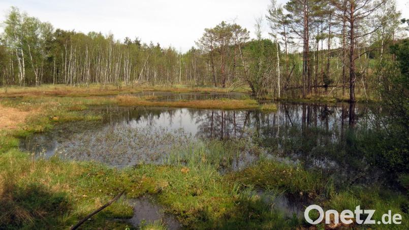 Trockengelegte Moore sollen möglichst renaturiert werden. Archivbild: Götz