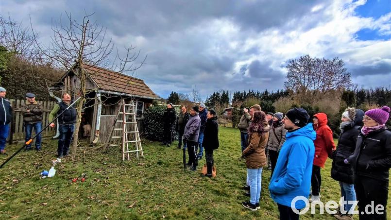 Der geordnete Kronenaufbau bei jungen Obstbäumen war ein Thema beim Schnittkurs des Gartenbauvereins Pfreimd. Bild: Georg Hirsch/exb
