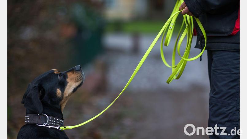 Für größere Hunde besteht in Stulln künftig Anleinpflicht. Vierbeiner mit einer Schulterhöhe von weniger als 50 Zentimeter sind davon nicht betroffen. Symbolbild: Jens Büttner/dpa