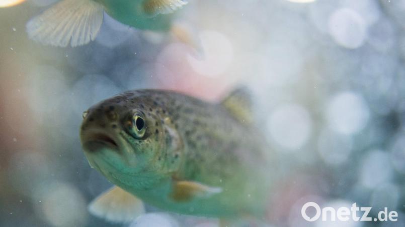 Ein illegaler Angler ging der Polizei am Sonntag in Rieden ins Netz. Er hatte Forellen am Haken. Symbolbild: Bernd Thissen