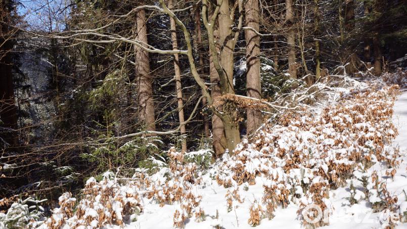 So üppig wie auf unserem Bild zu sehen ist, sollten junge Buchen unter ausgewachsenen Buchen auf dem Tannenberg stehen. Doch dem ist nicht so, weil die jungen Keimlinge eine Leibspeise der Rehe sind. Bild: bkr