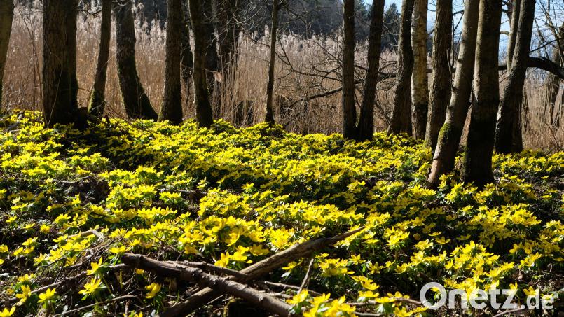 Frühlingsrauschen im Bruchwald an der Creußen. Bild: do