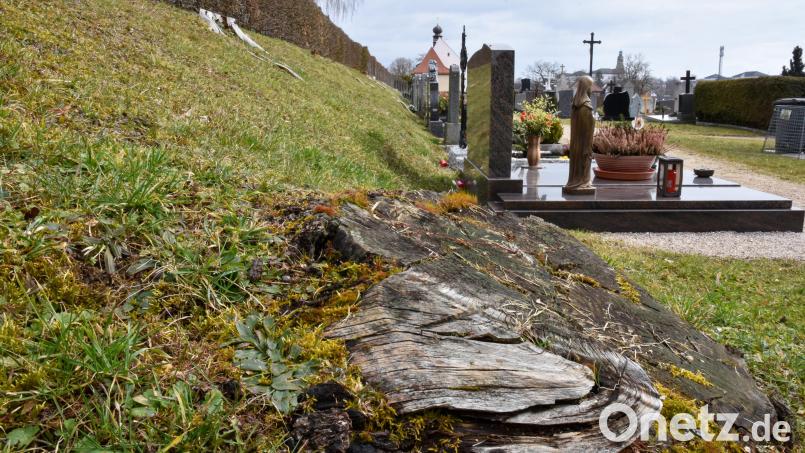 Die Ortsgruppe Amberg-Kümmersbruck des Bunds Naturschutz traf sich am Katharinenfriedhof in Amberg. Im Bild die Böschung von der Aussegnungshalle zur Kirche hin, die in einem Zug wieder mit Bäumen bepflanzt werde soll, um mehr Schattenspender zu haben und auch um ein einheitliches Bild auf dem Gelände zu ermöglichen Bild: Stephan Huber