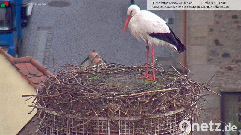 Der angestammte Weidener Storch trotzt dem Regen und wartet auf die Ankunft des Weibchens. Screenshot: Webcam Stadt Weiden