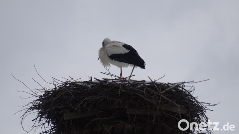 Storch &quot;Rudi&quot; ist zurück in Mehlmeisel. Bild: gis