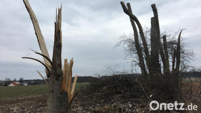 Diese Fläche bei Hohenkemnath ist als Biotop ausgewiesen. Es sieht zwar aktuell nicht so aus, aber der Status soll erhalten bleiben. Bild: upl