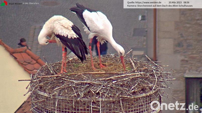 Im Weidener Storchennest herrscht seit Samstag wieder traute Zweisamkeit. Screenshot: Webcam Stadt Weiden