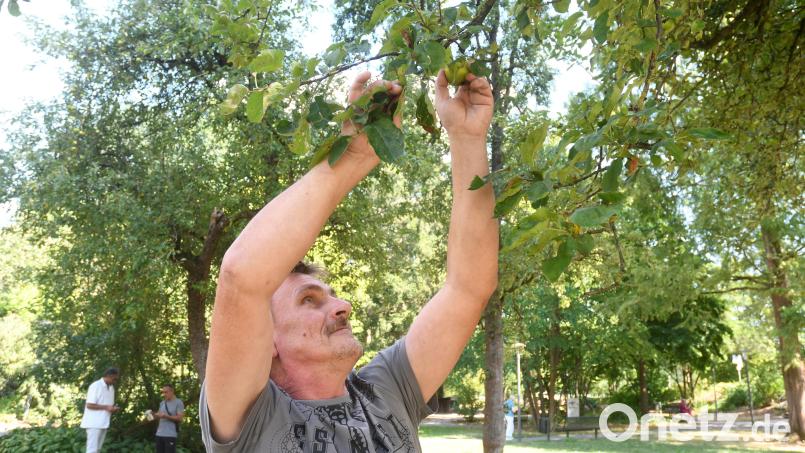 Pflücken erlaubt ist an den Obstbäumen der Stadt wie hier in der Max-Reger-Anlage. Bild: Gabi Schönberger