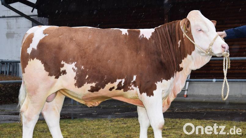 Der Betrieb Bäuml aus Gögglbach im Landkreis Schwandorf züchtete diesen „Homer“-Sohn, der zum Prüfeinsatz vom Besamungsverein Neustadt an der Aisch erworben wurde. Bild: RZO/exb