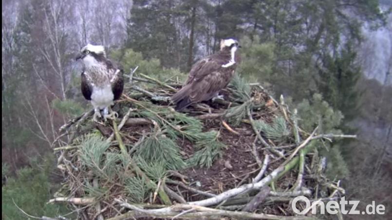 Die ersten Adler sind in ihren Eschenbacher Horsten eingetroffen. Der Leiter des Forstrevieres Eschenbach, Martin Gottsche, hofft auf rund zehn Pärchen, die sich dieses Jahr hier niederlassen könnten. Screenshot: Webcam Stadt Eschenbach