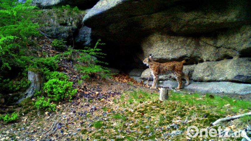 Die Luchsdame &quot;Fee&quot; vor einem Felsen. Sie ist eines von zwei Weibchen, die im Steinwald nachweisbar sind. Archivbild: Fotofallenmonitoring/LfU