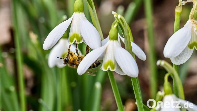 Die ersten Schneeglöckchen blühen. Bild: sds