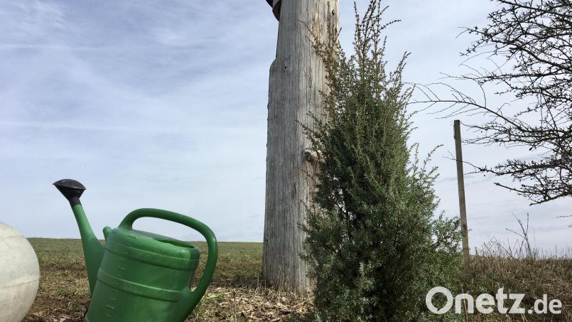 Eine der neu gepflanzten &quot;Kramperstauern&quot; am Märchenweg in Hainstetten. Bild: gri