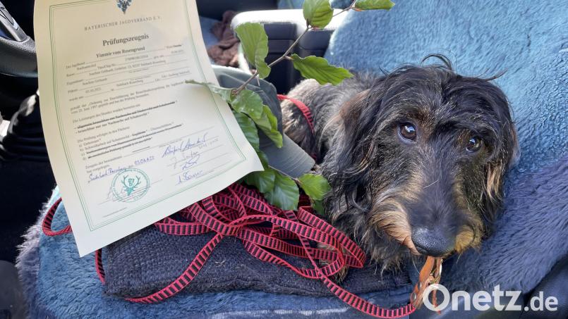 Wer so ein Brauchbarkeits-Zeugnis hat wie Zwergrauhaardackel Theo, der ist als professioneller Jagdhund &quot;Hundesteuer-ermäßigt&quot; - was wiederum das Herrchen freut. Bild: ige