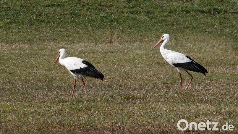 Der männliche verletzte Storch folgt seiner Auserwählten bei der Futtersuche und lässt sie nicht mehr aus den Augen. Bild: gz