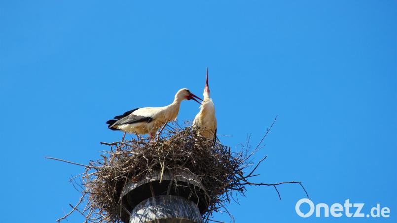 Die Irchenriether Störche sind wieder da. Bild: Lino Molterexb