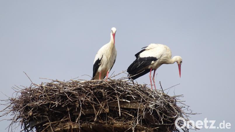 Uschi und Rudi sind wieder vereint. Bild: gis