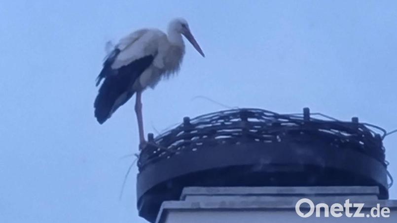 Der Storch ist da: Kaum war die Nisthilfe auf dem Bootshaus montiert, hat sich der Storch die mögliche Behausung schon angesehen. Bild: Eva Bogner