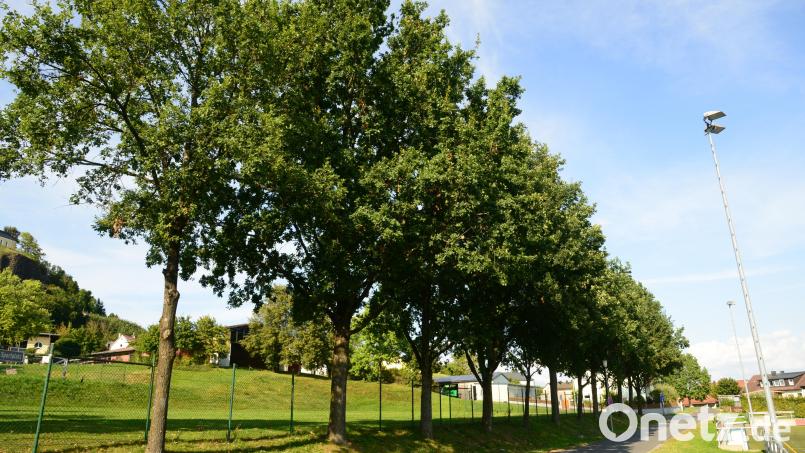 Im Baumkataster werden alle Bäume erfasst, die der Verkehrssicherpflicht unterliegen. Parkstein denkt über eine solche Einrichtung nach. Bild: bey