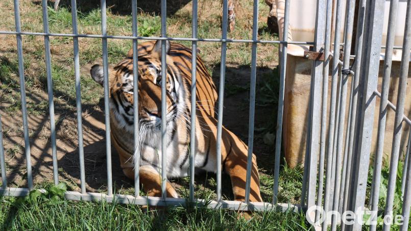 Vorübergehend lebten sechs sibirische Tiger im Gut Aiderbichl in Eslarn. Sie waren samt Dompteur dorthin gebracht worden. Bild: exb/Polizei Vohenstrauß
