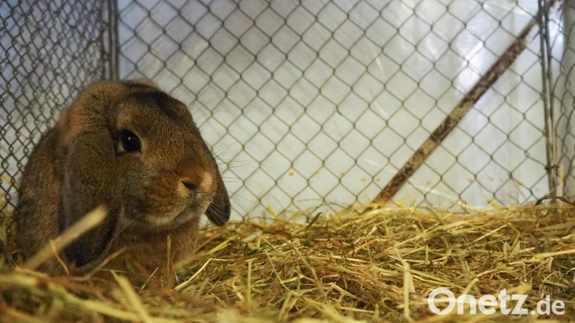 Beim Rassezucht-Nachmittag können sich Kinder und Jugendliche über die Aufzucht von Hühnern und Kaninchen informieren. Bild: vsr