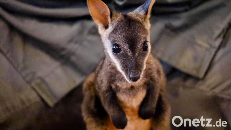 Wird von der Hand aufgezogen: Das Bürstenschwanz-Felskänguru Rocket. Bild: Australian Reptile Park/Aussie Ark/dpa
