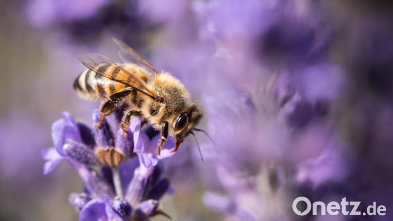 Eine Biene an einer Lavendelblüte. Bild: dpa/Silas Stein