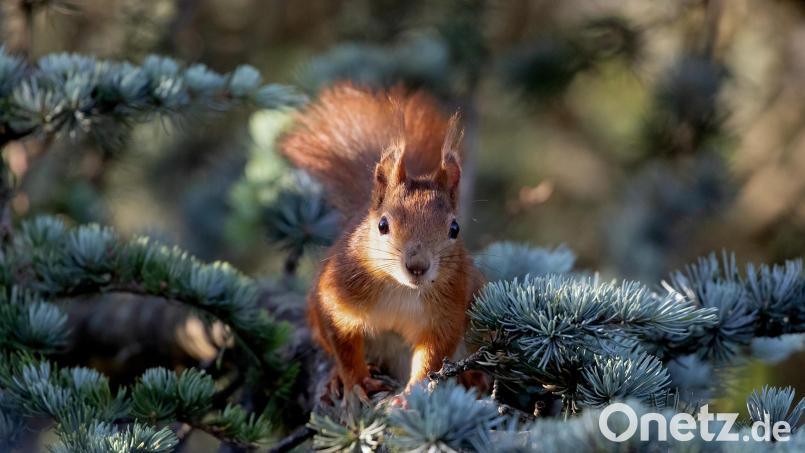 Auch im Landkreis Schwandorf werden Daten über Eichhörnchen gesammelt. Bild: Sonja Kreil/exb