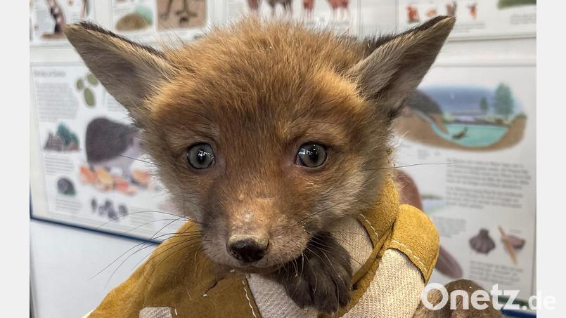 Einsatzkräfte der Feuerwehr haben im Münchener Stadtteil Solln zwei junge Füchse gerettet, die in den Lichtschacht eines Rohbaus geraten waren. Die Feuerwehr befreite die Tiere und übergab sie an ein Tierheim. Symbolbild: dpa/Berufsfeuerwehr München