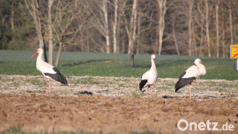 Die drei Störche sind am Kinderhaus in Neukirchen zu St. Christoph auf Nahrungssuche. Bild: pi