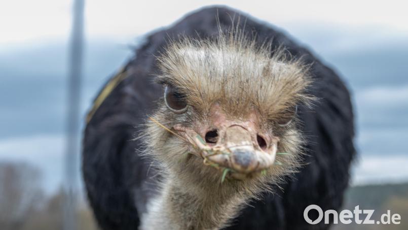 Wehrhafter Laufvogel: Mit einem Tritt ihrer kräftigen Beine können Strauße einen Menschen töten. Sie besitzen bis zu zehn Zentimeter lange Krallen an den Zehen. Bild: Susanne Forster