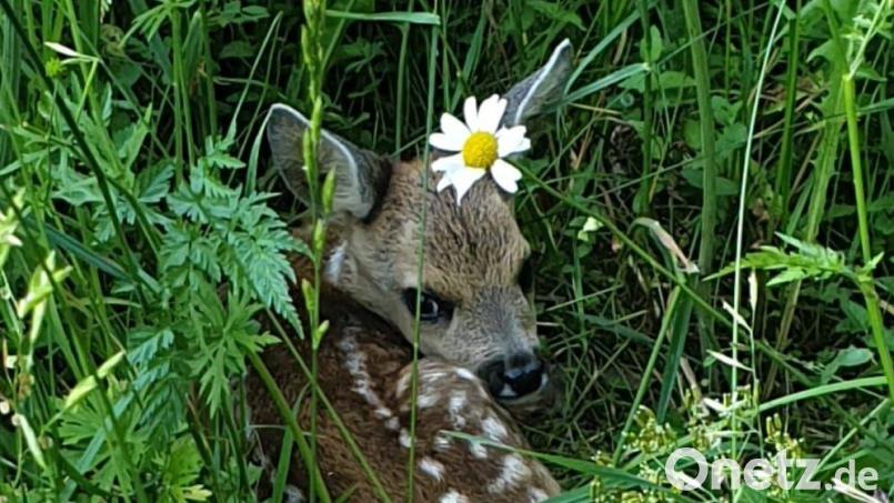 Rehe setzen ihre Kitze gut versteckt in hohes Gras. Doch dort lauern einige Gefahren für die kleinen Tiere. Bild: Verein Rehkitzrettung/exb