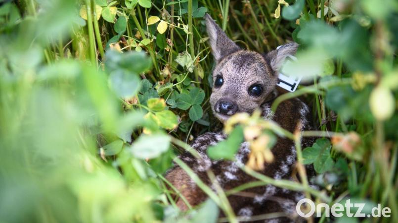 Jagdvorsteherin Martha Jung gab in der Versammlung der Jagdgenossenschaft Thanhausen bekannt, dass der Jagdpächter mit seinen Jägern wieder mit einer Drohne nach Kitzen Ausschau halten möchte. Symbolbild: Matthias Balk/dpa