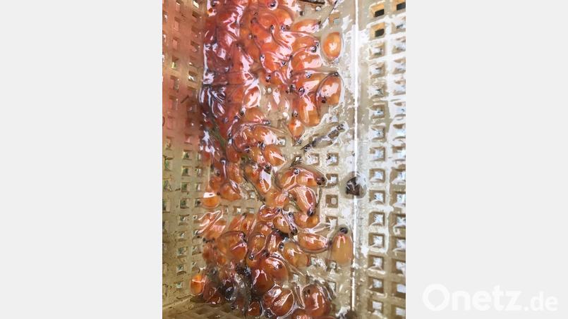 Sieht man auch nicht alle Tage: Forelleneier, aus denen mittlerweile Jungfische geschlüpft sind. Bild: pop