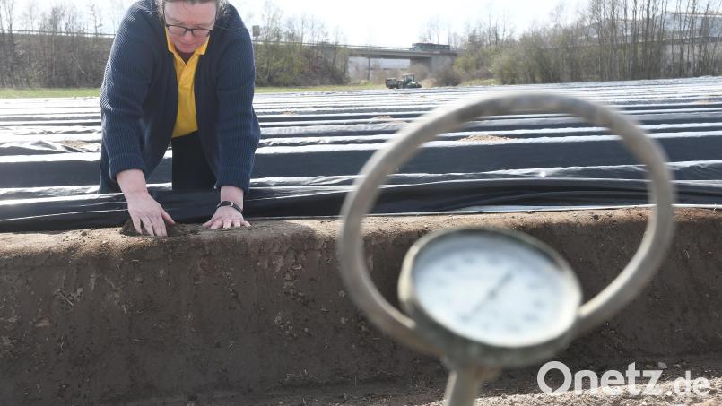 Die Bodentemperatur lag Mitte der Woche bei 9 Grad Celsius. Für ein optimales Wachstum braucht Spargel aber mindestens 12 Grad. Helga Brunner kontrolliert täglich, ob unter den Plastikfolien schon was durch die Erde spitzt. Bild: Gabi Schönberger
