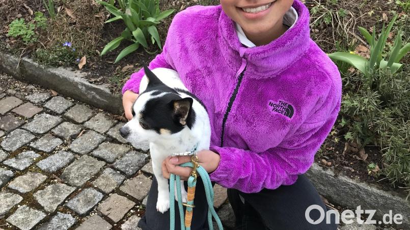 Chanels Eltern müssen dieses Jahr für ihren Hund Snoopy nun 40 Euro zahlen. Bild: mma