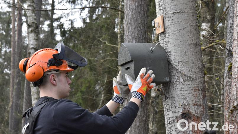 Berufsschüler beim Anbringen eines Fledermauskasten im Naturschutzgebiet „Wald- und Heidelandschaft östlich von Bodenwöhr und Bruck“. Denn in dem Gebiet gibt es zu wenig alte und starke Fledermaus-Quartierbäume. Bild: Alexander Paul/exb