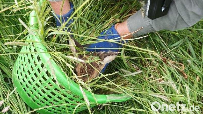Mithilfe von Drohnen wurden zahlreiche Kitze gefunden und gerettet. Bild: Josef Schmauss/exb