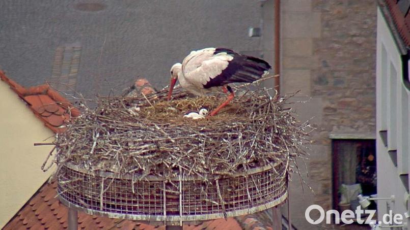 Sind das sogar schon vier Eier, die hier im Storchenhorst auf dem Alten Schulhaus in Weiden zu sehen sind? Screenshot: www.weiden.de/stadt/presse-medien/webcams