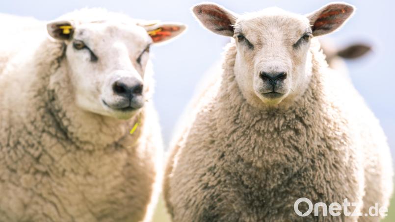 Fast zwei Stunden lang beschäftigten fehlende "Triebgenehmigungen" das Schwandorfer Amtsgericht. Symbolbild: Mohssen Assanimoghaddam/dpa